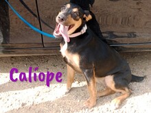 CALIOPE, Hund, Mischlingshund in Spanien - Bild 6