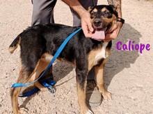 CALIOPE, Hund, Mischlingshund in Spanien - Bild 7