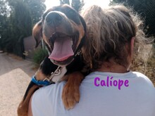 CALIOPE, Hund, Mischlingshund in Spanien - Bild 8