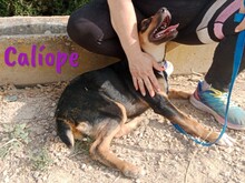 CALIOPE, Hund, Mischlingshund in Spanien - Bild 9