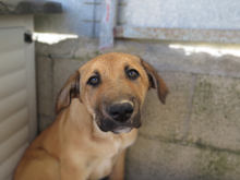 PUPAS, Hund, Mischlingshund in Spanien - Bild 1