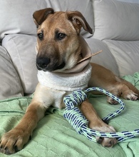 PUPAS, Hund, Mischlingshund in Spanien - Bild 3