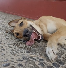 PUPAS, Hund, Mischlingshund in Spanien - Bild 4