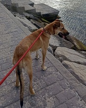 PUPAS, Hund, Mischlingshund in Spanien - Bild 5