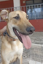 PUPAS, Hund, Mischlingshund in Spanien - Bild 6