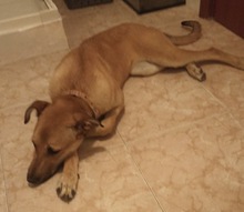 PUPAS, Hund, Mischlingshund in Spanien - Bild 7