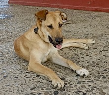 PUPAS, Hund, Mischlingshund in Spanien - Bild 8