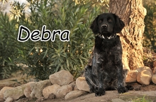 DEBRA, Hund, Epagneul Breton in Spanien - Bild 1