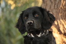 DEBRA, Hund, Epagneul Breton in Spanien - Bild 2