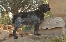 DEBRA, Hund, Epagneul Breton in Spanien - Bild 4