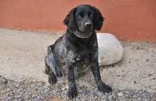 DEBRA, Hund, Epagneul Breton in Spanien - Bild 5