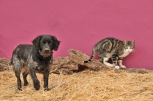 DEBRA, Hund, Epagneul Breton in Spanien - Bild 6