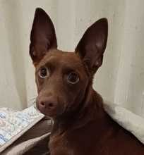 CHOCOLATE, Hund, Podenco Andaluz in Spanien - Bild 1