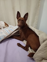 CHOCOLATE, Hund, Podenco Andaluz in Spanien - Bild 2