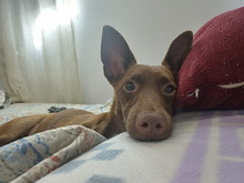 CHOCOLATE, Hund, Podenco Andaluz in Spanien - Bild 3