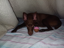 CHOCOLATE, Hund, Podenco Andaluz in Spanien - Bild 5
