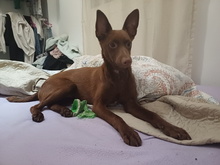 CHOCOLATE, Hund, Podenco Andaluz in Spanien - Bild 6
