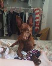 CHOCOLATE, Hund, Podenco Andaluz in Spanien - Bild 7