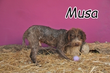 MUSA, Hund, Spanischer Wasserhund in Spanien - Bild 1