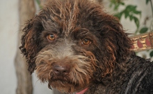 MUSA, Hund, Spanischer Wasserhund in Deidesheim