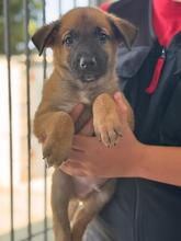 MYCROFT, Hund, Deutscher Schäferhund-Mix in Spanien