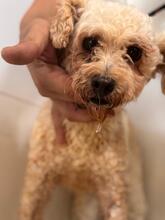 CLARA, Hund, Pudel in Spanien - Bild 2