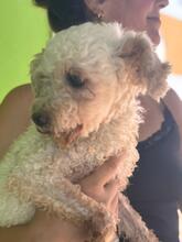 CLARA, Hund, Pudel in Spanien - Bild 3
