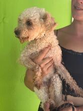 CLARA, Hund, Pudel in Spanien - Bild 4