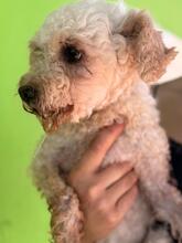 CLARA, Hund, Pudel in Spanien - Bild 5