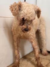 CLARA, Hund, Pudel in Spanien - Bild 6