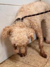 CLARA, Hund, Pudel in Spanien - Bild 7