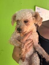 CLARA, Hund, Pudel in Spanien - Bild 8