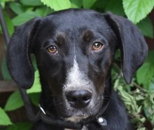 PADDY, Hund, Mischling (Beagle-Dackel?) in Ungarn - Bild 1