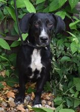 PADDY, Hund, Mischling (Beagle-Dackel?) in Ungarn - Bild 2