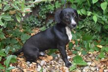 PADDY, Hund, Mischling (Beagle-Dackel?) in Ungarn - Bild 3