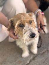 ROLO, Hund, Jack Russell in Spanien - Bild 1