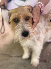 ROLO, Hund, Jack Russell in Spanien - Bild 2