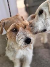 ROLO, Hund, Jack Russell in Spanien - Bild 3