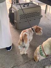 ROLO, Hund, Jack Russell in Spanien - Bild 4