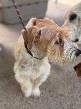 ROLO, Hund, Jack Russell in Spanien - Bild 5