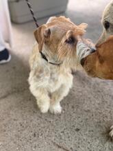 ROLO, Hund, Jack Russell in Spanien - Bild 6