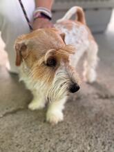 ROLO, Hund, Jack Russell in Spanien - Bild 7