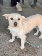 BLANQUITA, Hund, Terrier Mischling in Spanien - Bild 1