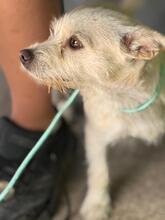 BLANQUITA, Hund, Terrier Mischling in Spanien - Bild 2