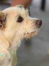 BLANQUITA, Hund, Terrier Mischling in Spanien - Bild 3