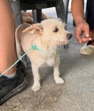 BLANQUITA, Hund, Terrier Mischling in Spanien - Bild 4