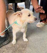 BLANQUITA, Hund, Terrier Mischling in Spanien - Bild 5