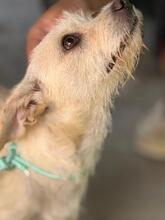 BLANQUITA, Hund, Terrier Mischling in Spanien - Bild 6