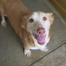 CARETA, Hund, Podenco Maneto in Spanien - Bild 1
