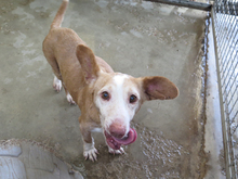 CARETA, Hund, Podenco Maneto in Spanien - Bild 2